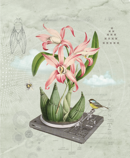 The sound of lily