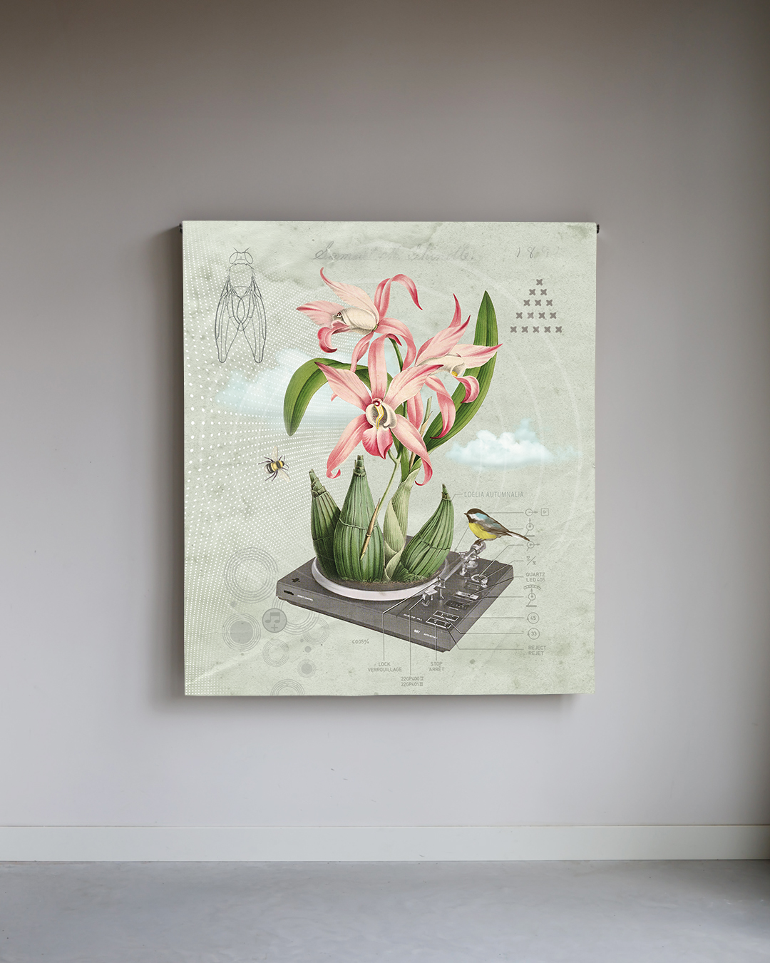 The sound of lily