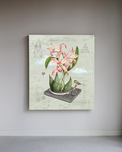 The sound of lily