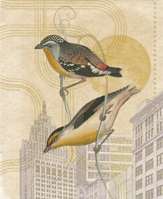 Sunset city birds