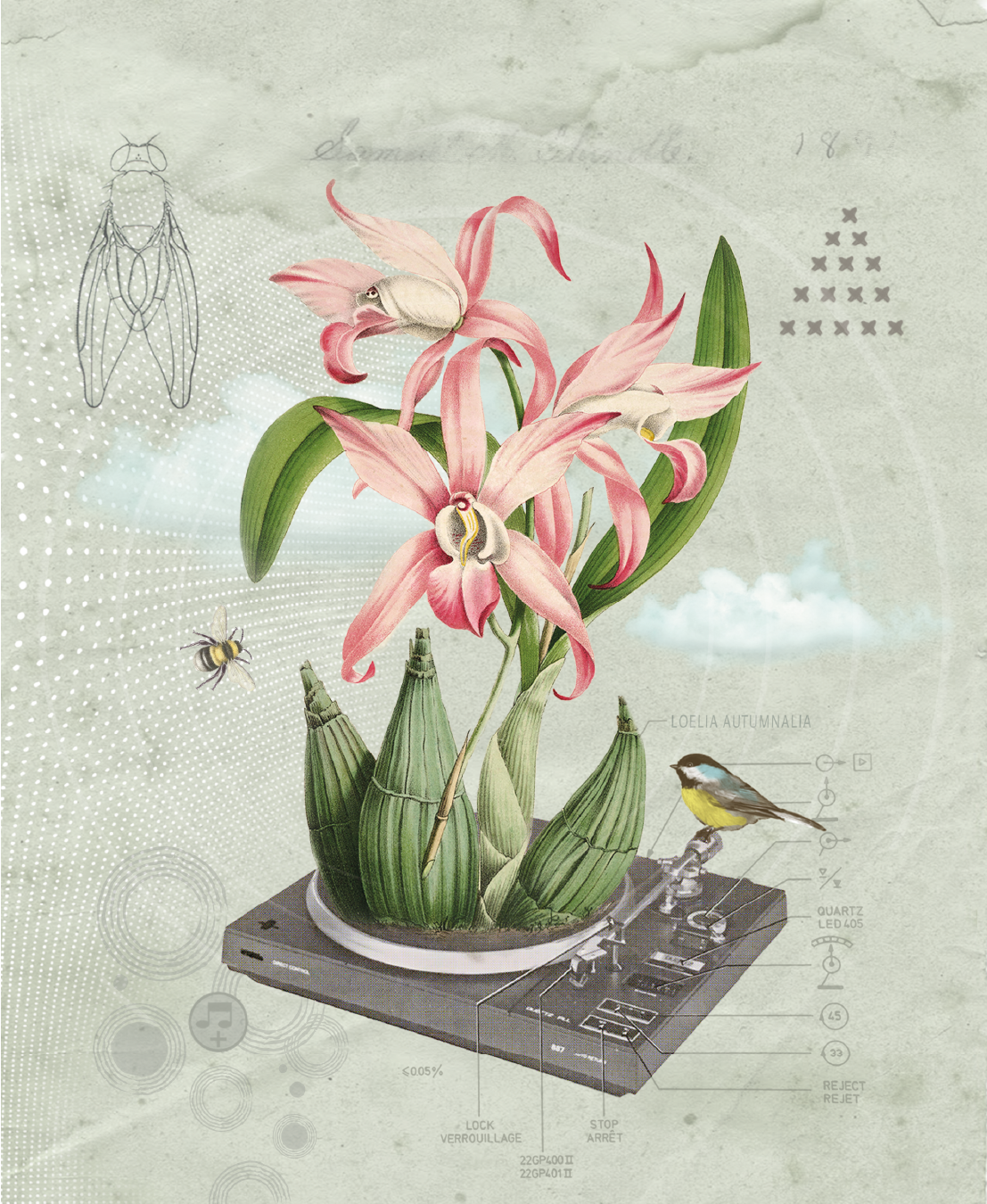 The sound of lily