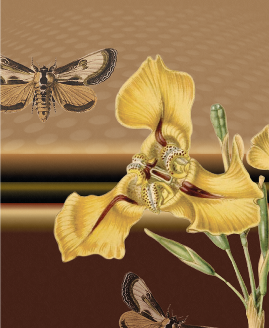Tiger lily