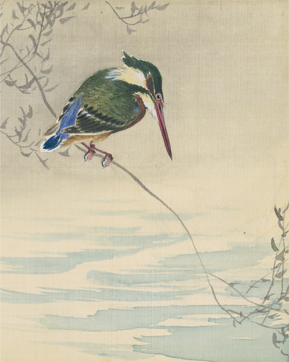 Ijsvogel