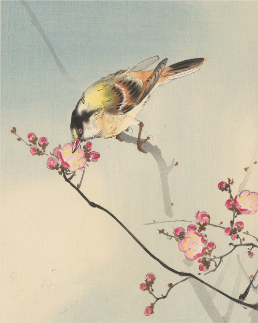 Zangvogel op een bloesemtak