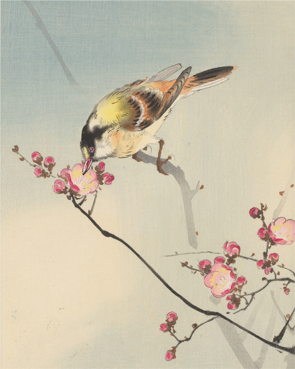 Zangvogel op een bloesemtak